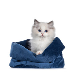 Adorable bicolor Ragdoll cat kitten, sitting facing front in bleu velvet basket. Looking towards...