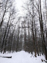 snow covered trees