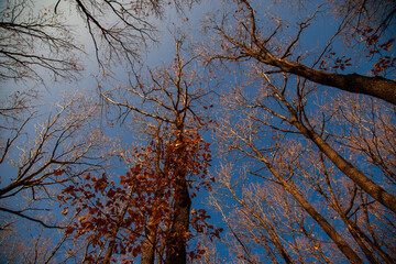 Obraz premium Play of colors in autumn