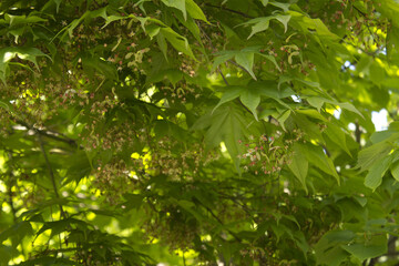 close up Maple tree and maple flowers.