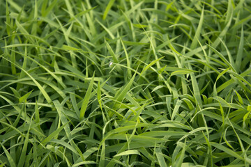 spring season abstract natural background of green rice farm close up with water drop . grass with water drops . 