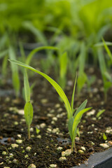 
green millet bud on the soil.
