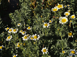 Beautiful white camomiles daisy flowers field on green meadow. Marguerite flowers