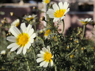 Beautiful white camomiles daisy flowers field on green meadow. Marguerite flowers