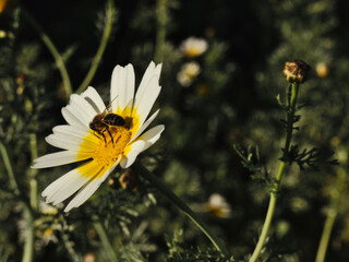 Closeup of a bee on a camomile daisy flower. Bee on a Marguerite flower.