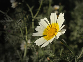 Closeup of a camomile daisy flower. Marguerite flower.