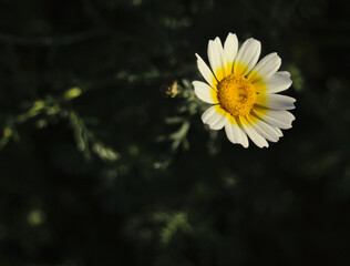 Closeup of a camomile daisy flower. Marguerite flower.