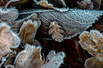 frost on a leaf nacka, stockholm, sweden