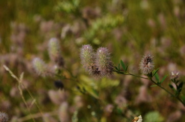 haresfoot clover or rabbitfoot clover ,Trifolium arvense