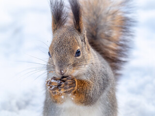 Fototapeta premium The squirrel sits on white snow with nut in winter.