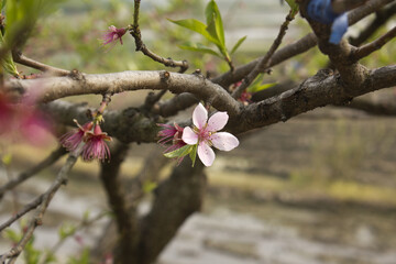 spring peach tree with pink flower