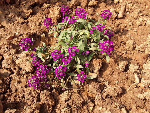 Patua or Phlox (English: Phlox) is a small plant of Polemoniaceae, which has about 60 species. Due to the beautiful blue, pink, red and white flowers, it is planted in the gardens.The flowers are bunc