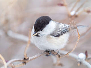 Cute bird the willow tit, song bird sitting with seed on a branch in the winter.