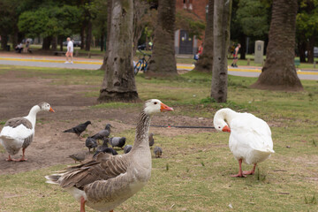 Wild white geese and pigeons in a city park.