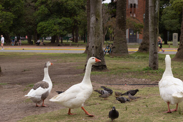 Wild white geese and pigeons in a city park.