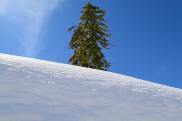High snowdrifts against the background of fir trees and blue sky.