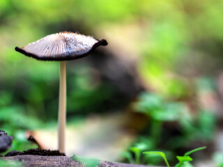 mushroom in the forest on a green background. inedible mushroom blurred background, mushroom blurred