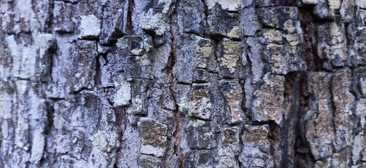 old wood texture