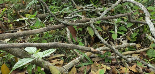 tree in the forest