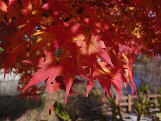 red maple leaves