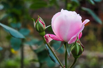 バラ ローズ 薔薇 ピンク 可憐 蕾 