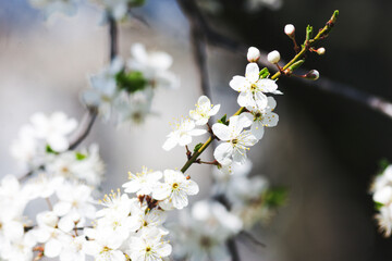 Obraz premium Plum branches with flowers.Candid.