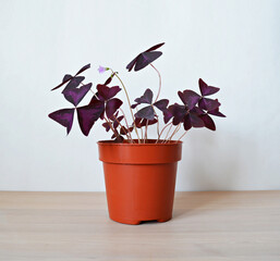 Violet oxalis triangularis house plant in brown pot on wooden table over white	