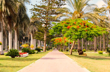 Obraz premium Amazing big tree, flowers and green grass at el montazah garden alexandria 