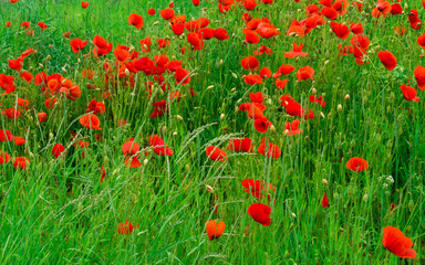 Numerous red poppies among the green grass in the meadow