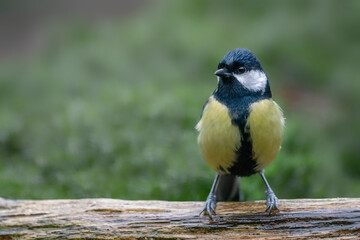 Great Tit (Parus major) on a branch in the forest of the Netherlands. 