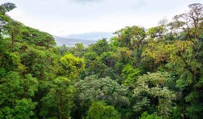 Obraz premium Mountainous Nature in Mistico Arenal Hanging Bridges Park in Costa Rica, Central America. Cloud forest.