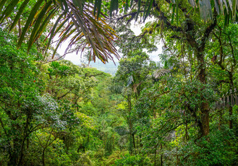 Mountainous Nature in Mistico Arenal Hanging Bridges Park in Costa Rica, Central America. Cloud forest.