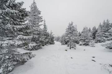 a trail stretching into the distance through a fabulous snow covered forest