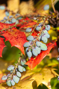 Mahonia Japonica also known as the Oregon grape an evergreen garden shrub native of Asia, stock photo image