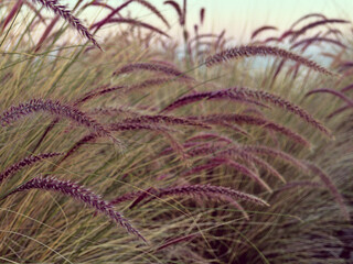 Pennisetum alopecuroides purple flower spring blooms. purple Fountain Grass blows with the wind