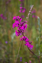 Obraz premium flowers in the field