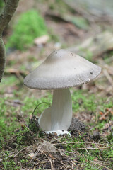 Amanita battarrae, a species of ringless amanita, wild mushroom from Finland