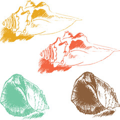Vector illustration: sea shells drawn in pencil. Pencil sketch with the image of sea shells.