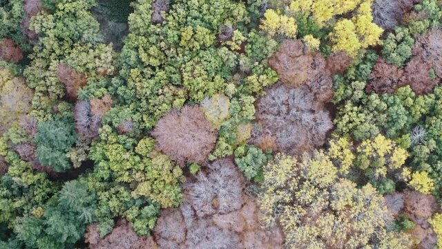 Scenic aerial shoot of autumn on Etna volcano in Sicily, Italy. Birches, secular oaks, holm oaks, turkey oaks, beeches and maples with typical autumn colors with lava flows.