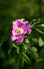 pink rose in the garden