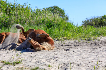 a cheerful horse in the sand on a summer day is resting with the sand falling from his feet