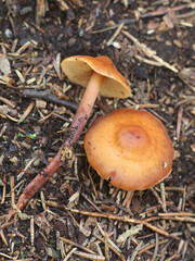 Phaecollybia jennyae, a rootshank mushroom from Finland with no common english name