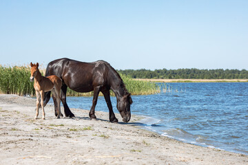 Fototapeta na wymiar horses drink water on a summer day by the lake