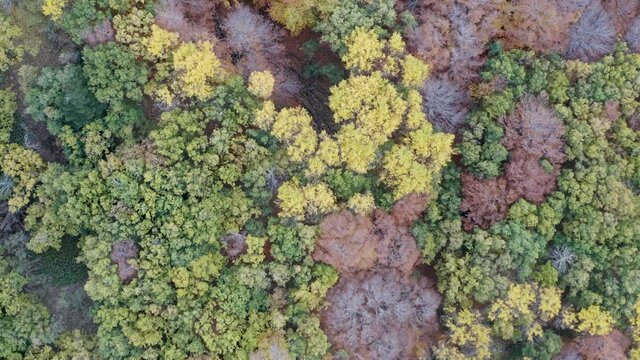 Scenic aerial shoot of autumn on Etna volcano in Sicily, Italy. Birches, secular oaks, holm oaks, turkey oaks, beeches and maples with typical autumn colors with lava flows.