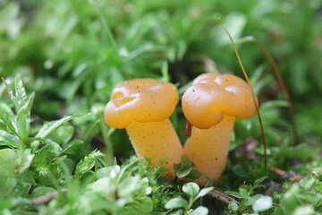 Leotia lubrica, commonly referred to as a jelly baby or jellybaby, wild mushroom from Finland