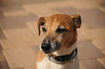 portrait of dear old jack russell terrier. old Jack Russell Terrier looking to the side. Portrait of a gray-haired dog.Dog's gaze
