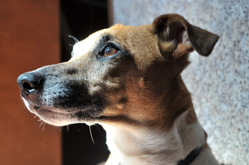 Fototapeta na wymiar cute old jack russell terrier looks out the window in the sunlight.portrait of a pensive dog in close-up