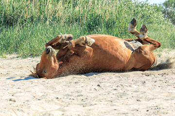 the lying horse on the sand tucked its legs