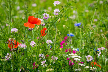 Spring sketch: diverse multicolored blooming wild plants in the meadow