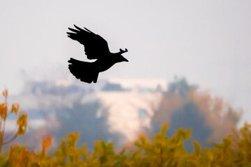 Black silhouette of crow over trees, blurred landscape in background